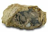 Petrified Wood (Schinoxylon) Limb - Blue Forest, Wyoming #382241-1
